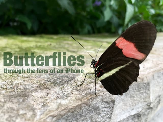 Though The Lens of an iPhone: Butterflies